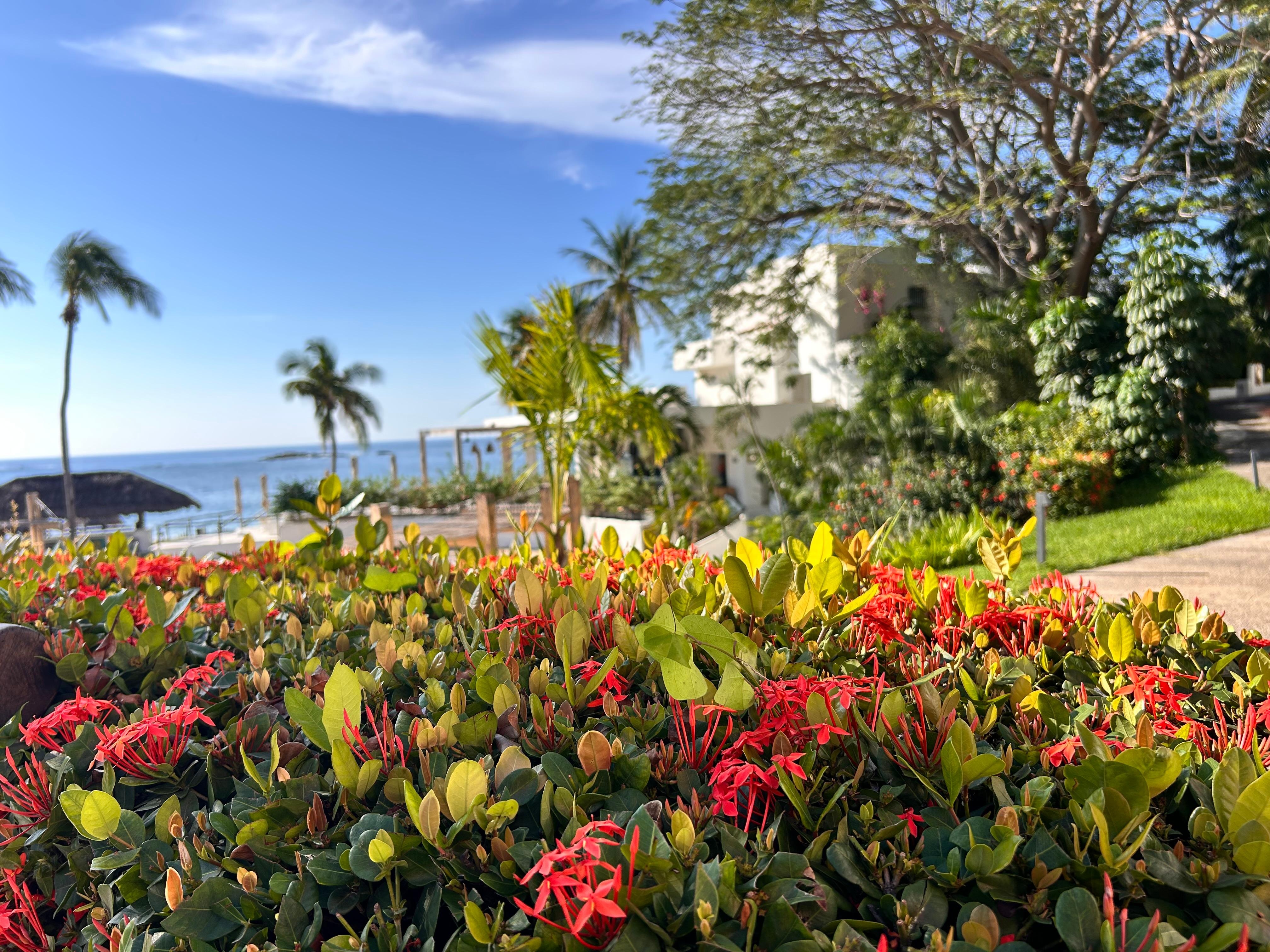 Vegetation beautiful 