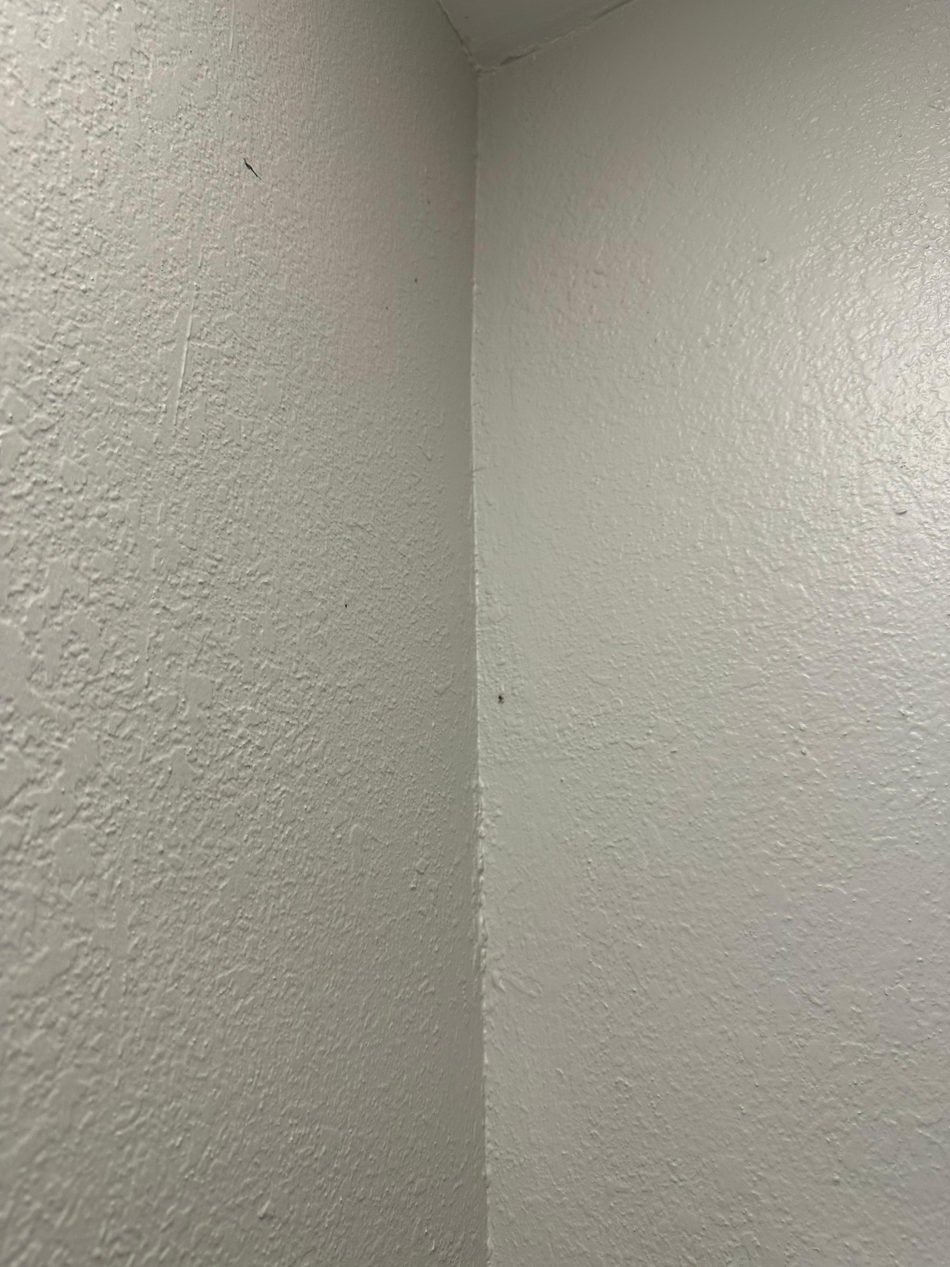 Dead bug 