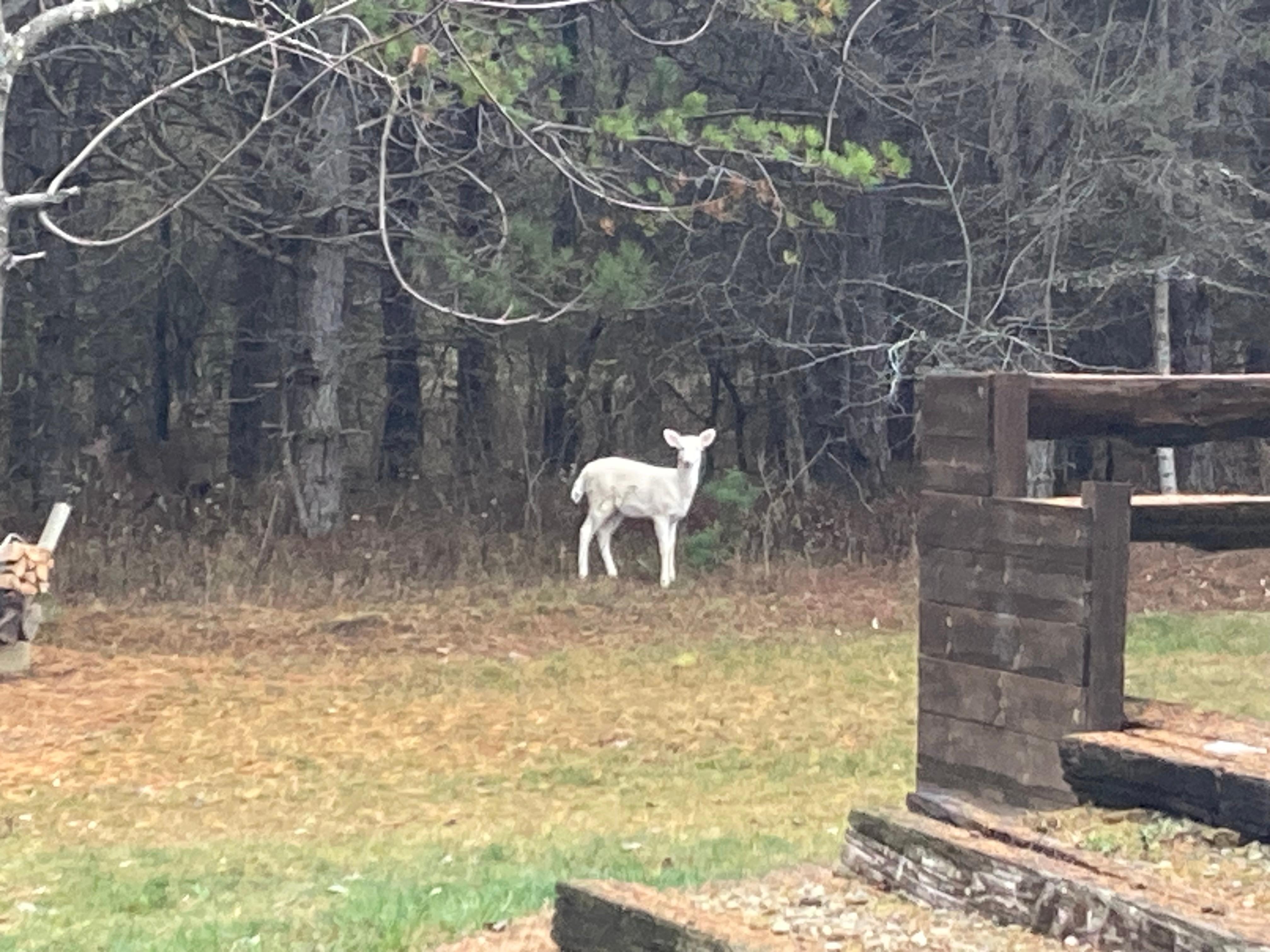 Leucistic deer that we named Lucy!