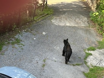 Bear visit