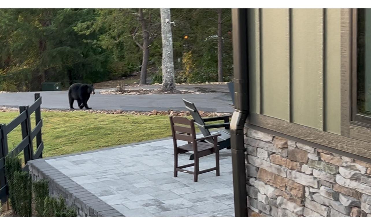 Good morning Mister Bear! 🐻 