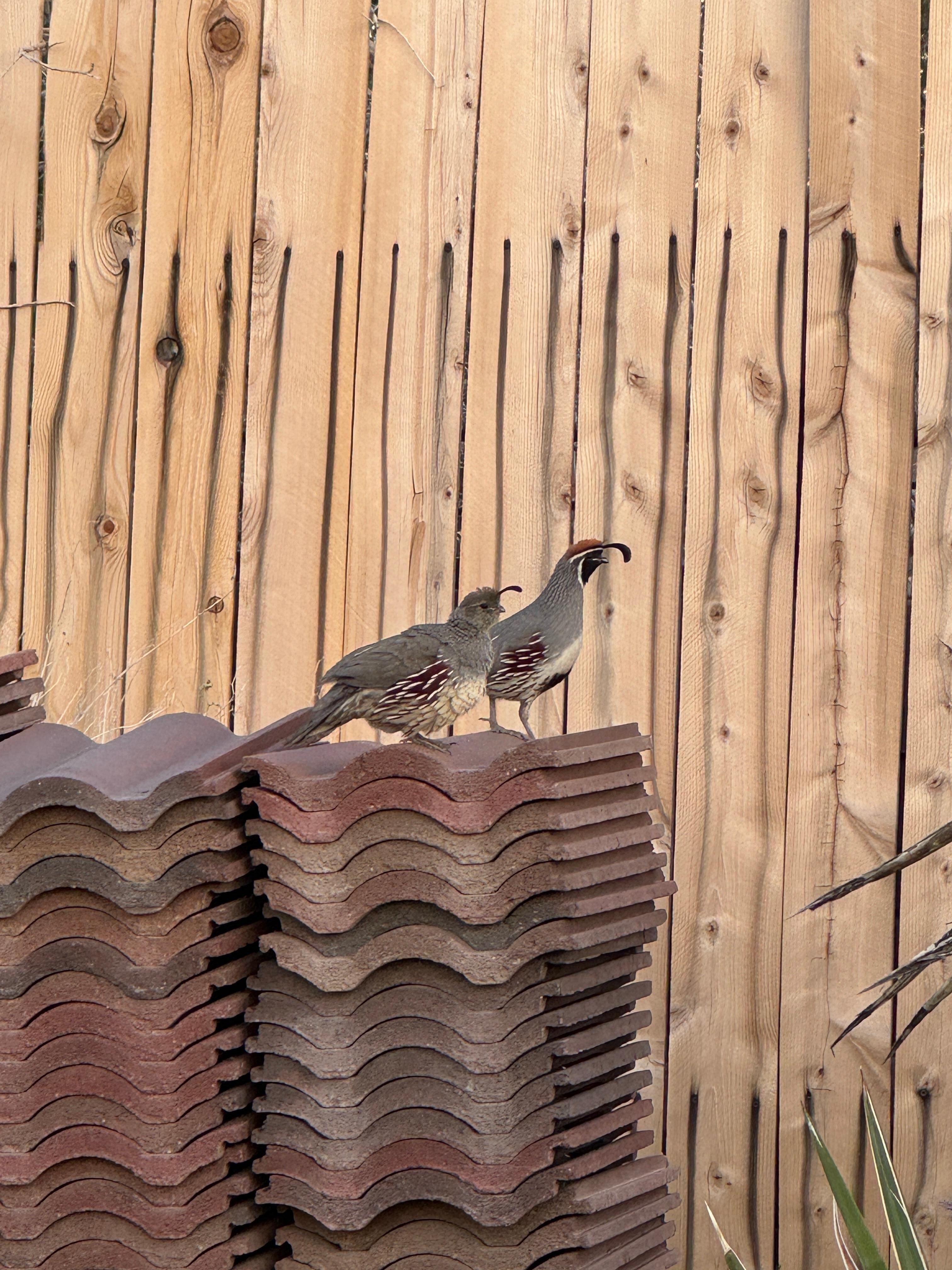 A cute little couple visited us each day