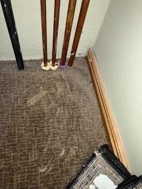 mouse droppings in closet we found when trying to locate water valve shut off