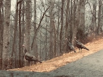 Wild turkeys