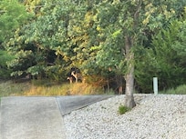 Deer aplenty