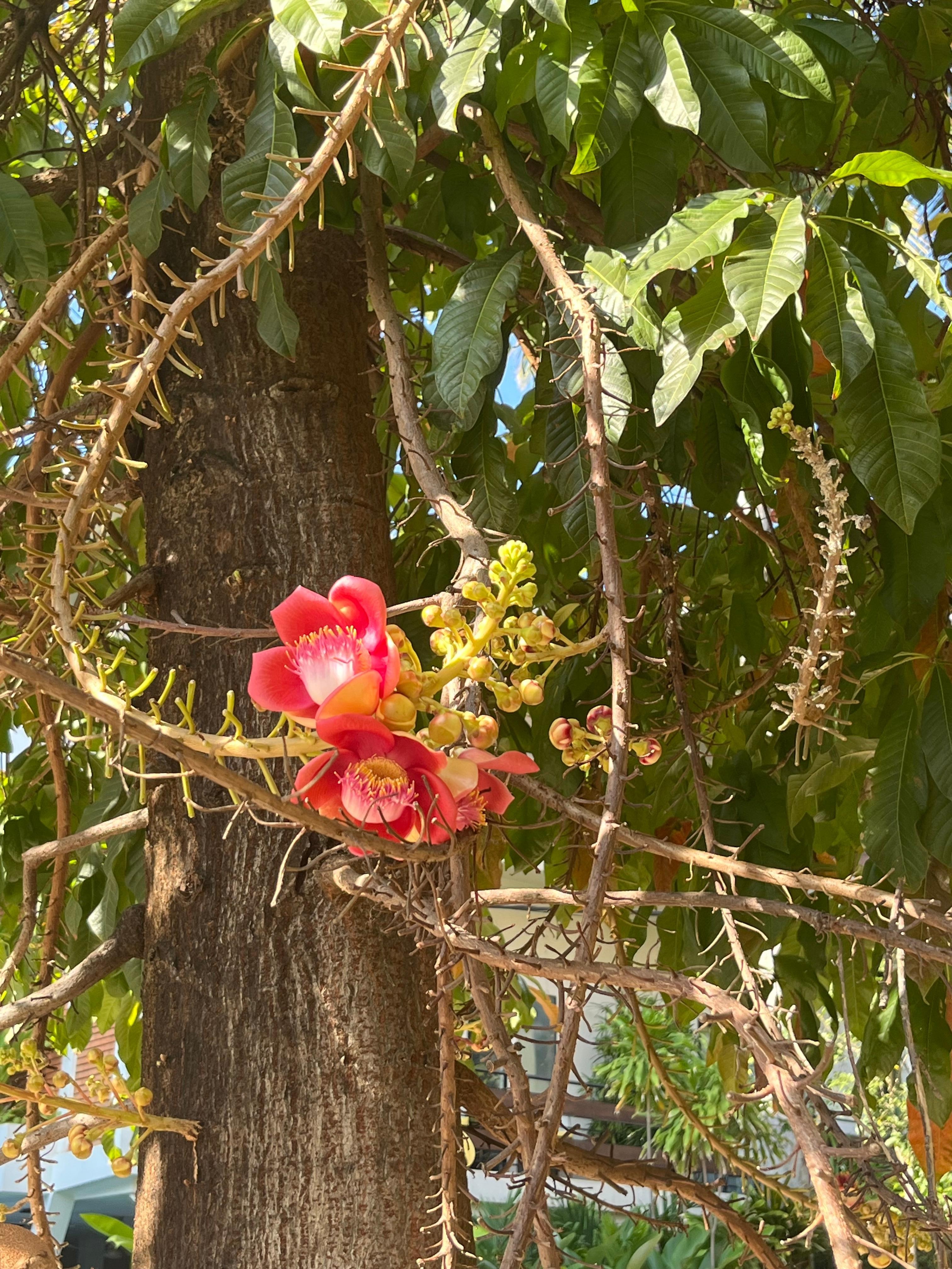 Viewed from dining room window 