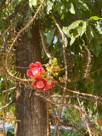Viewed from dining room window