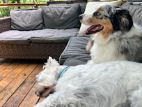 The dogs loved the deck to relax on