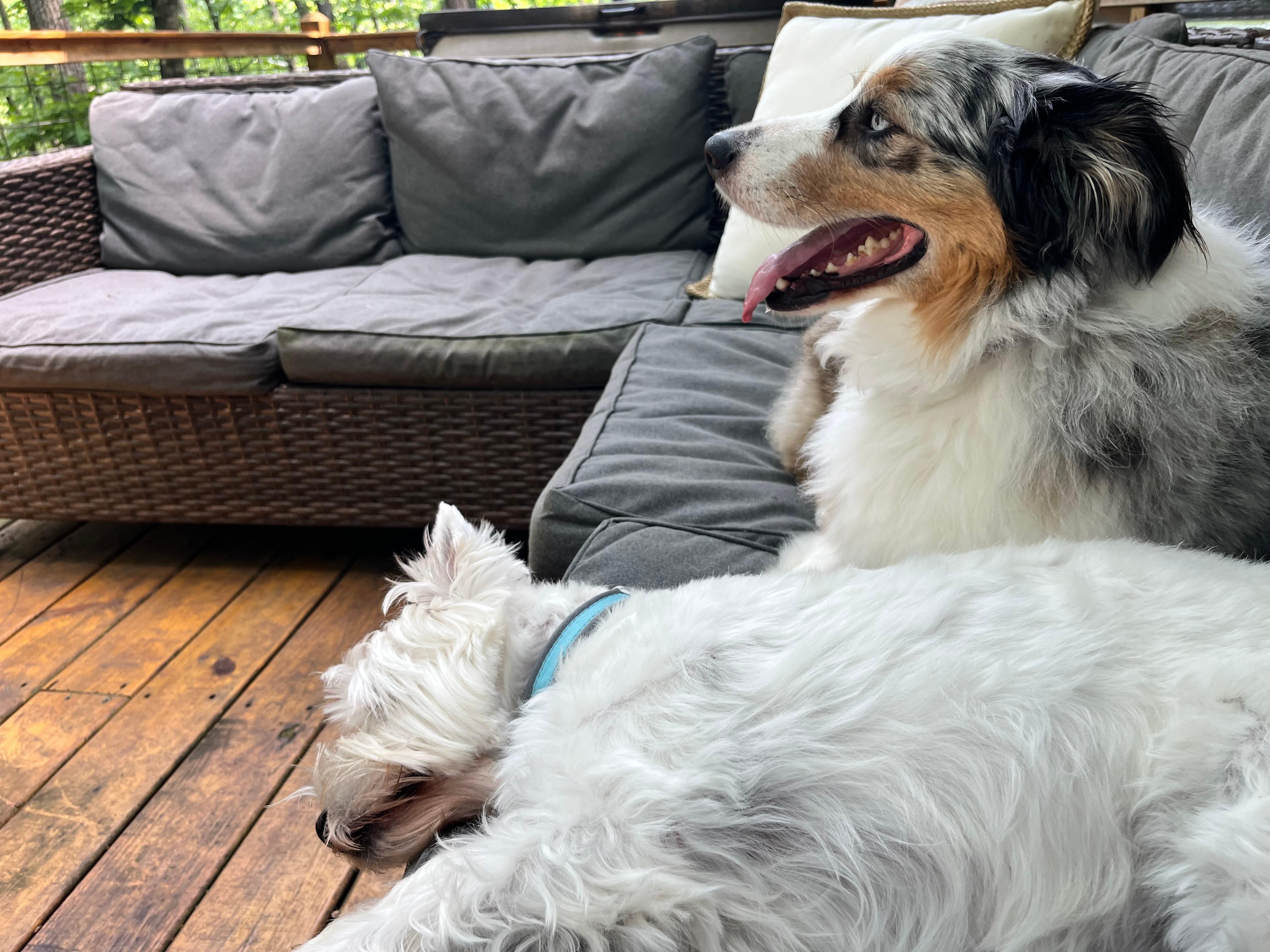 The dogs loved the deck to relax on