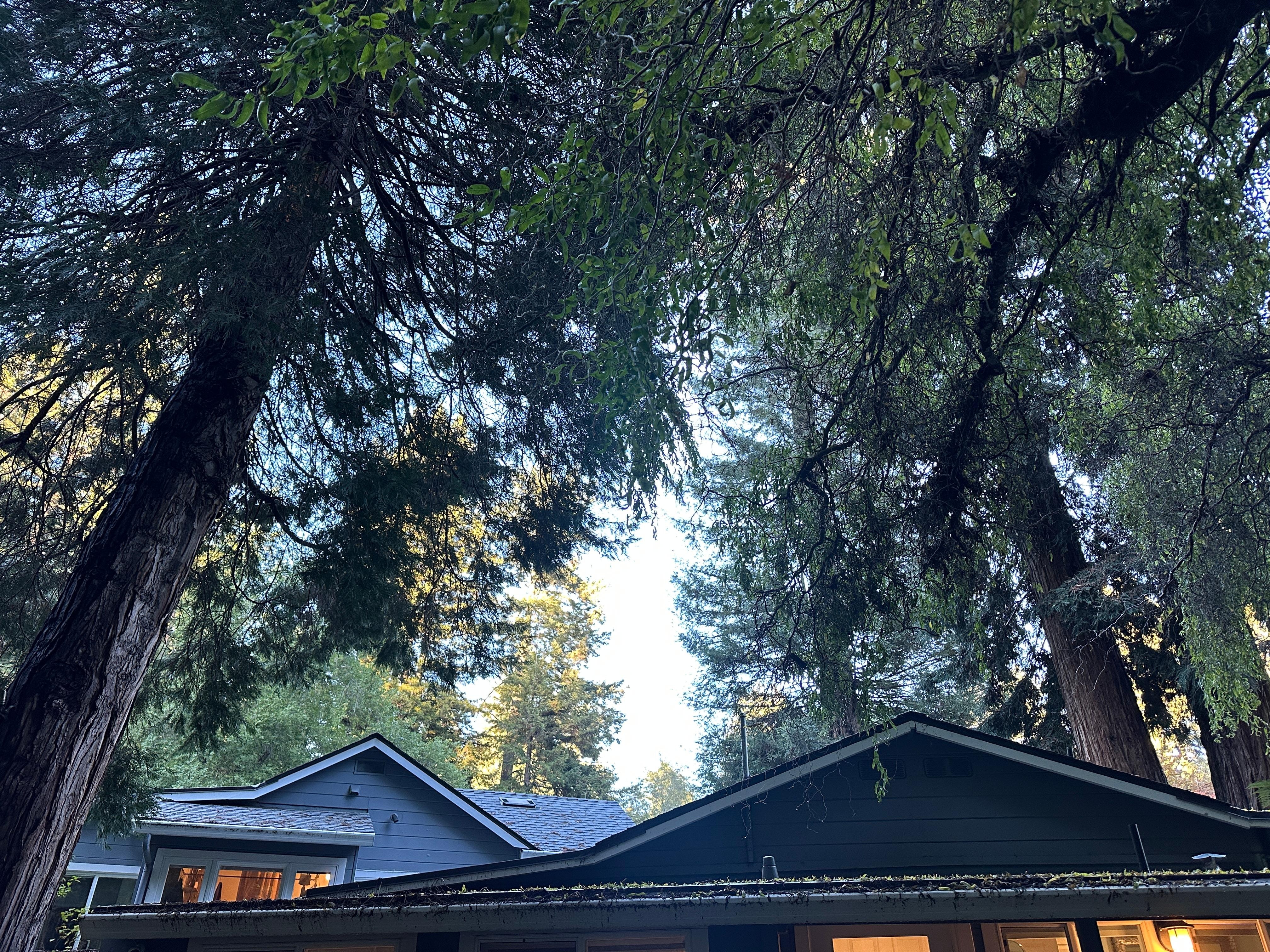 Huddled under the trees