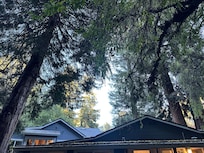 Huddled under the trees