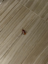 Roach it was about an inch and a half