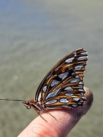 Net a sweet butterfly who stayed for a short walk.