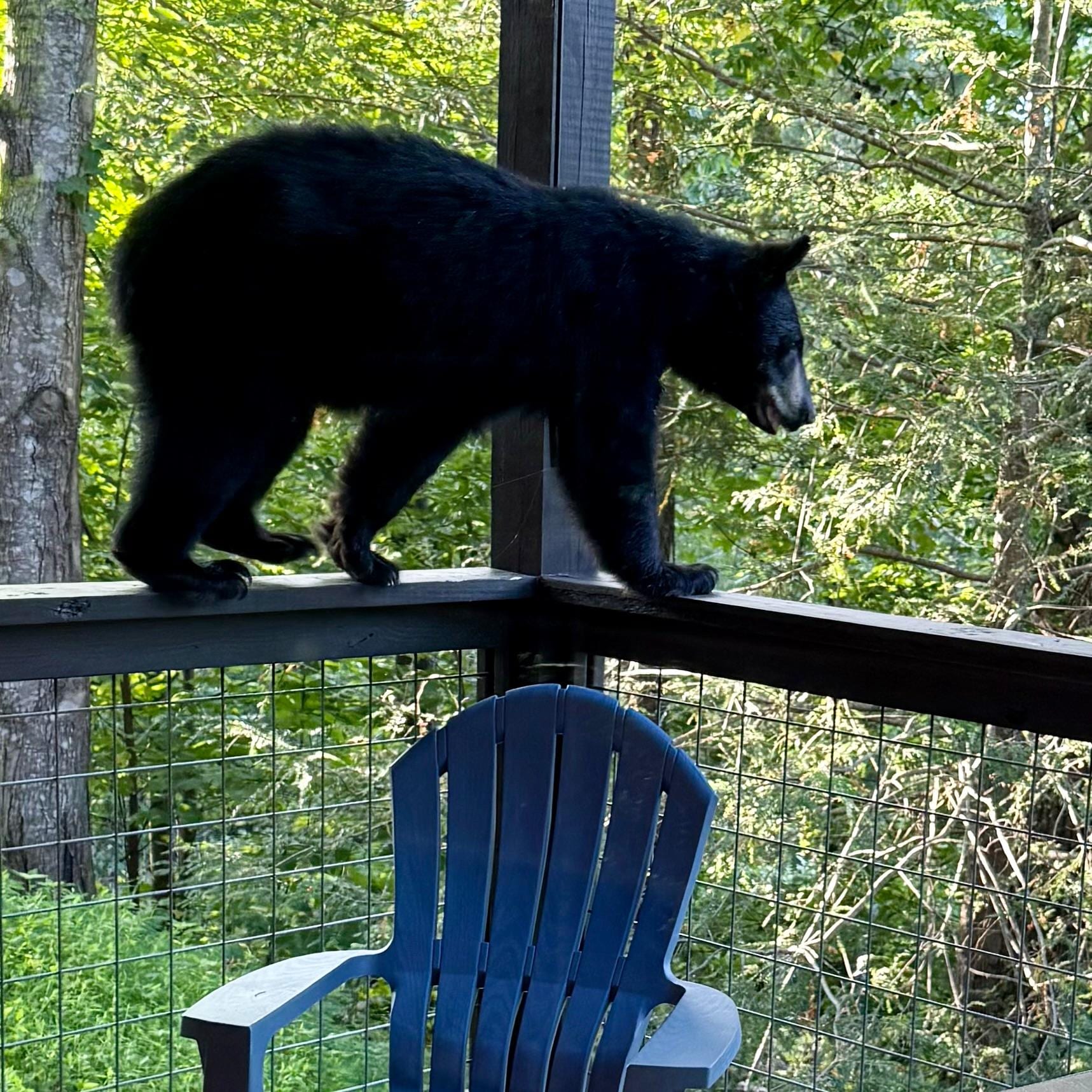 A bear visited the hot tub deck. 