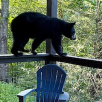 A bear visited the hot tub deck.
