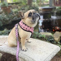 Koi pond and fountain