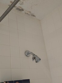 Mold in the shower