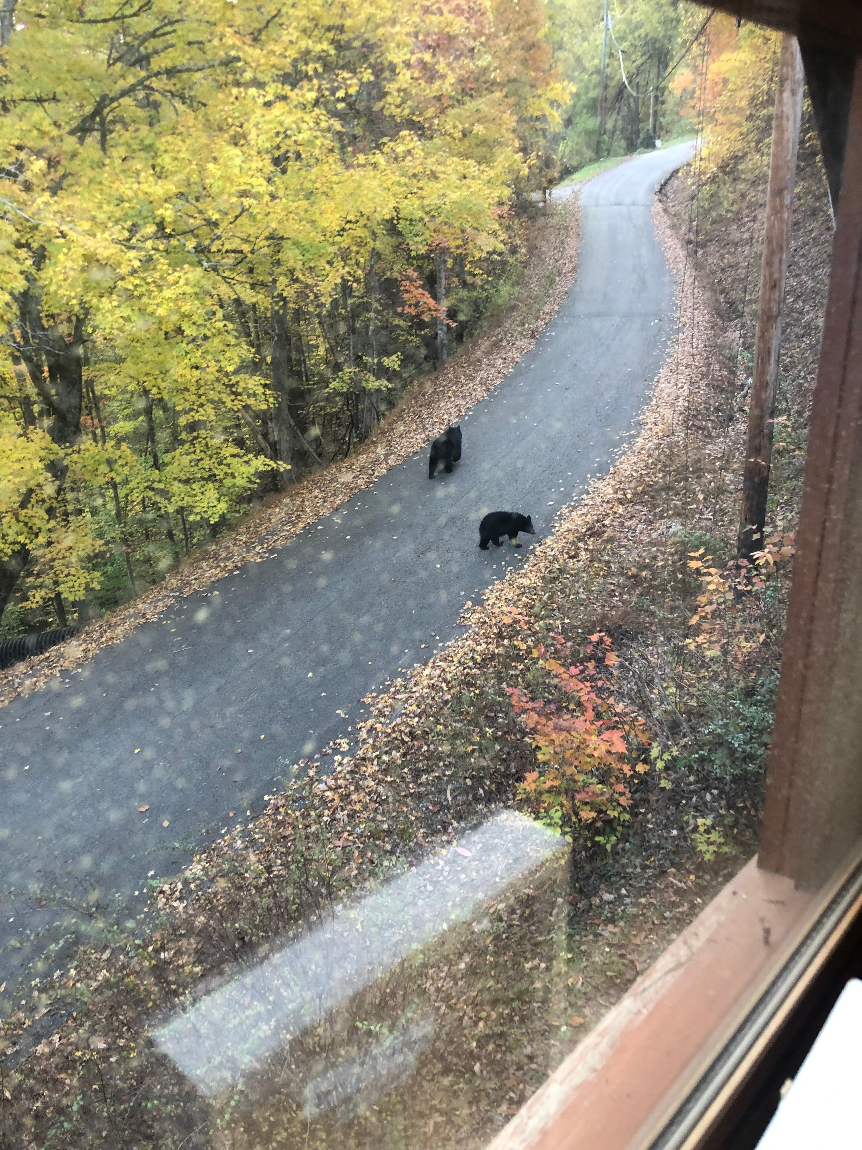 Our bears we saw from upstairs bedroom. One cub was off in the foliage