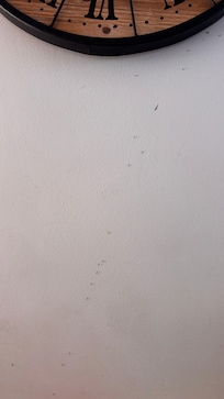 Nos colocataires les fourmis durant le séjour 1/2