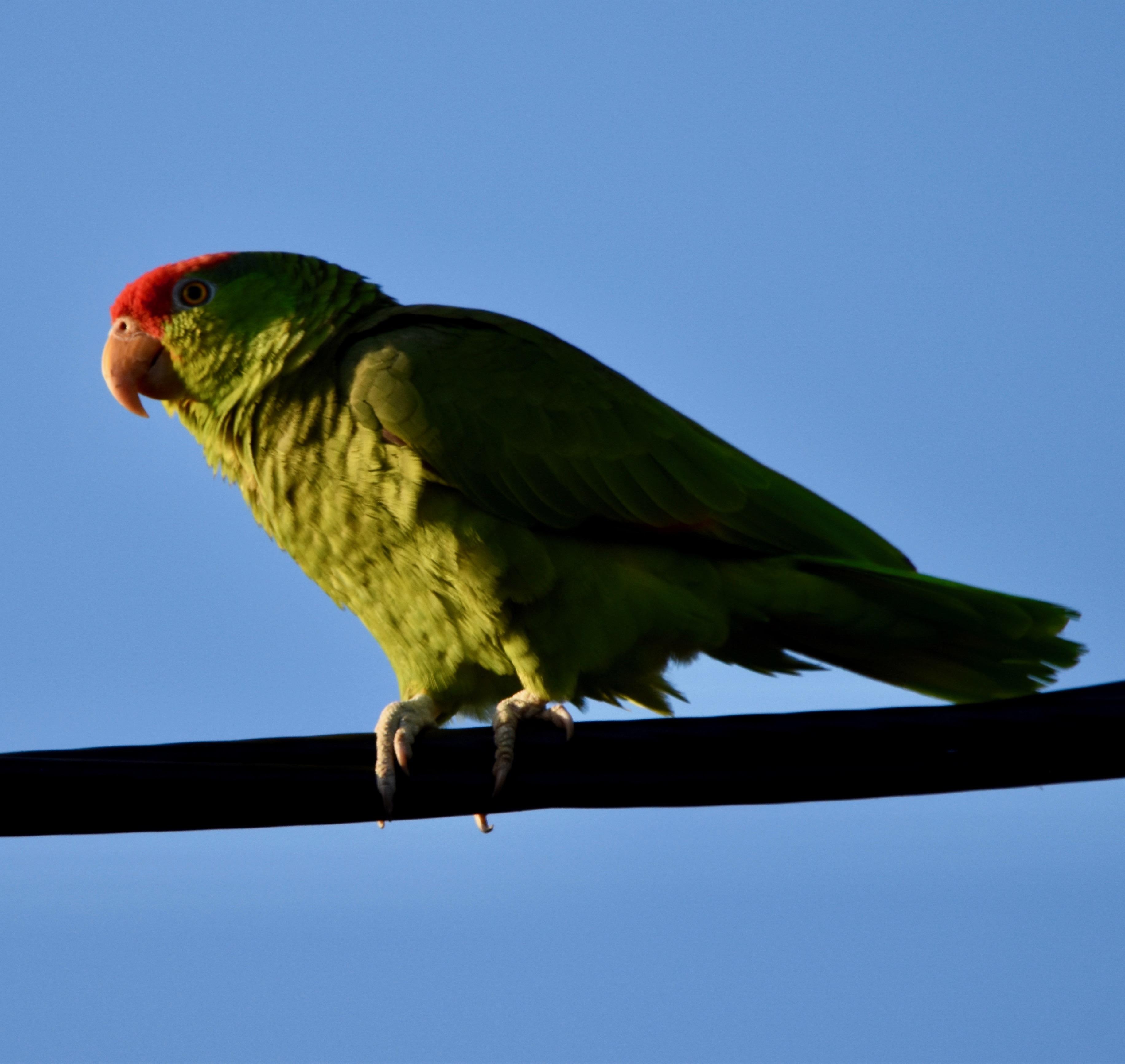 We saw this endangered Amazon parrot every morning outside our door.