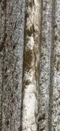 close up of the mold