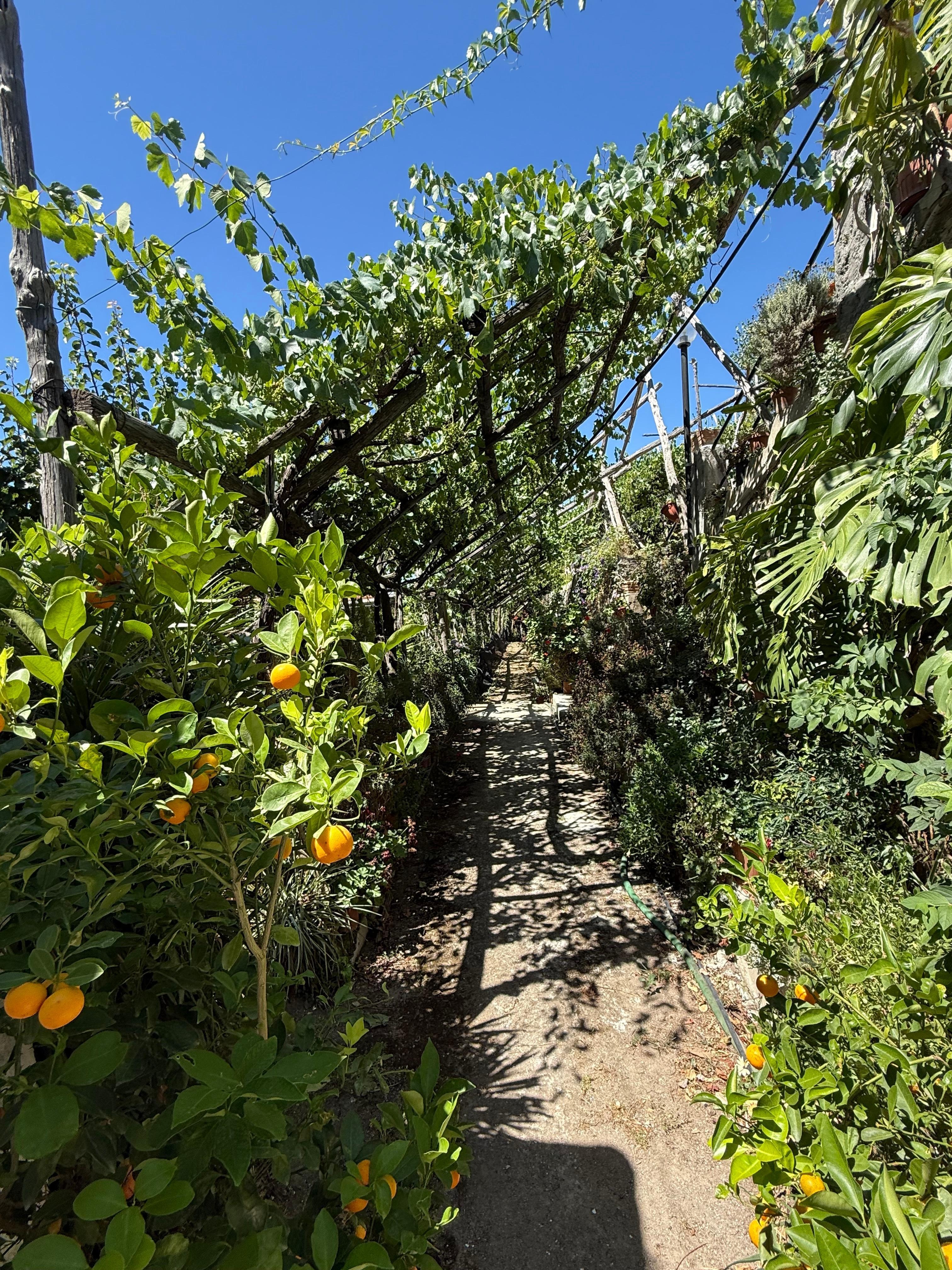 Lemon farm, literally right outside your door. 