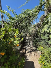 Lemon farm, literally right outside your door.