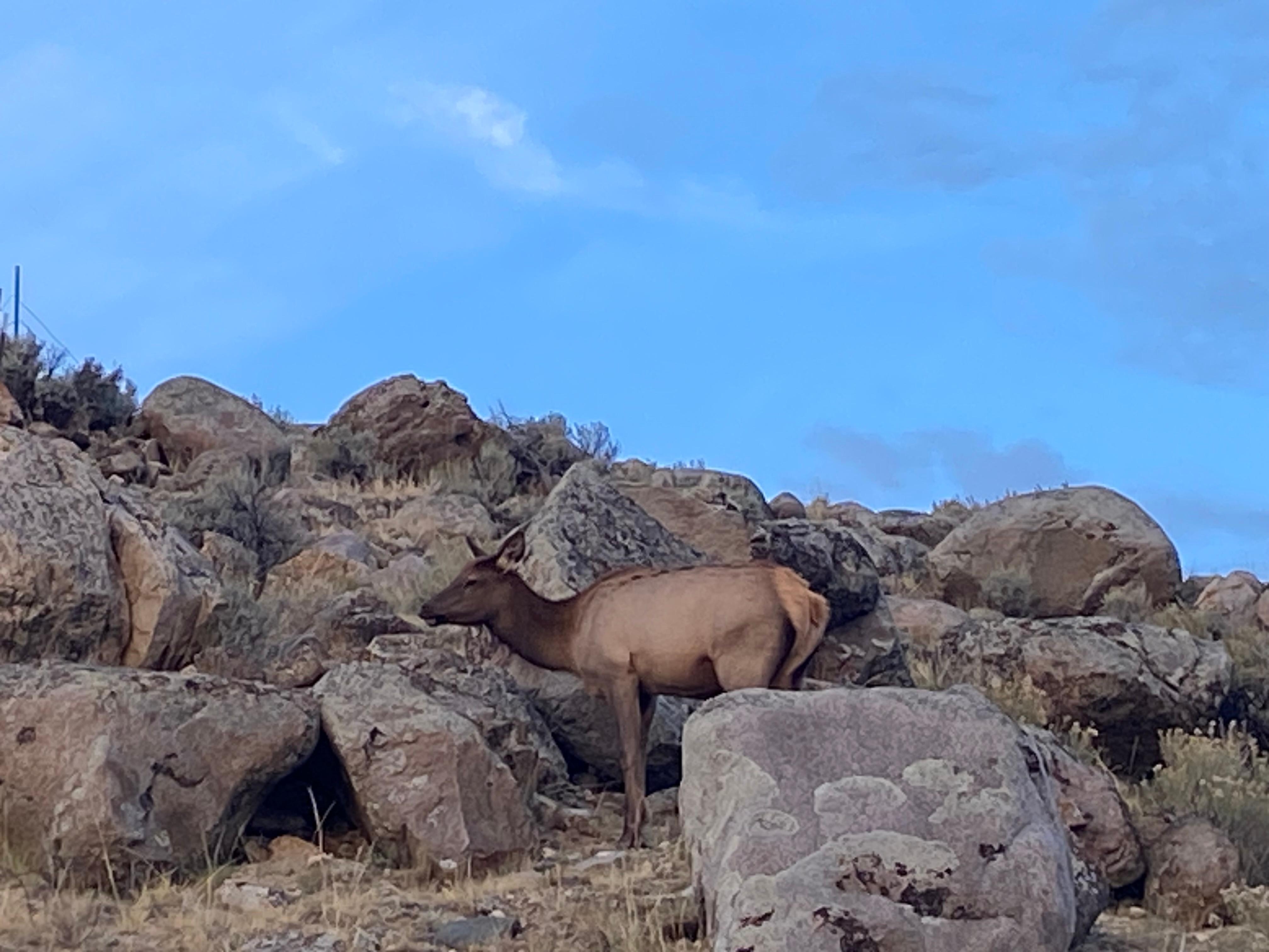 Elk & view next to cabin