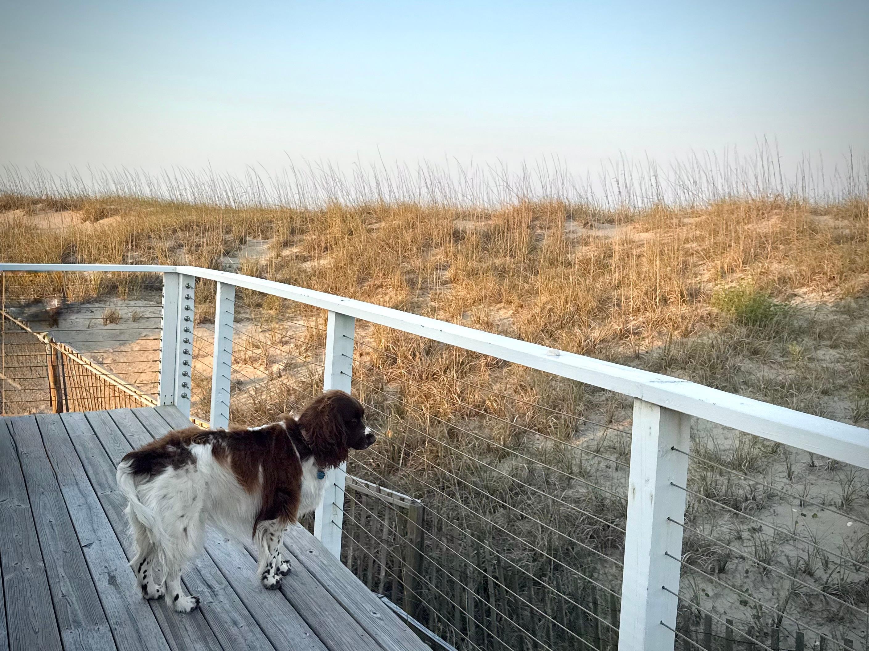 Wraps around whole house… fenced porch…with a view. 

