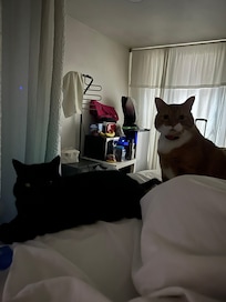 My cats were content.