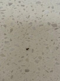 One of the roaches in the bathroom. I didn’t get a pic of the bigger one.