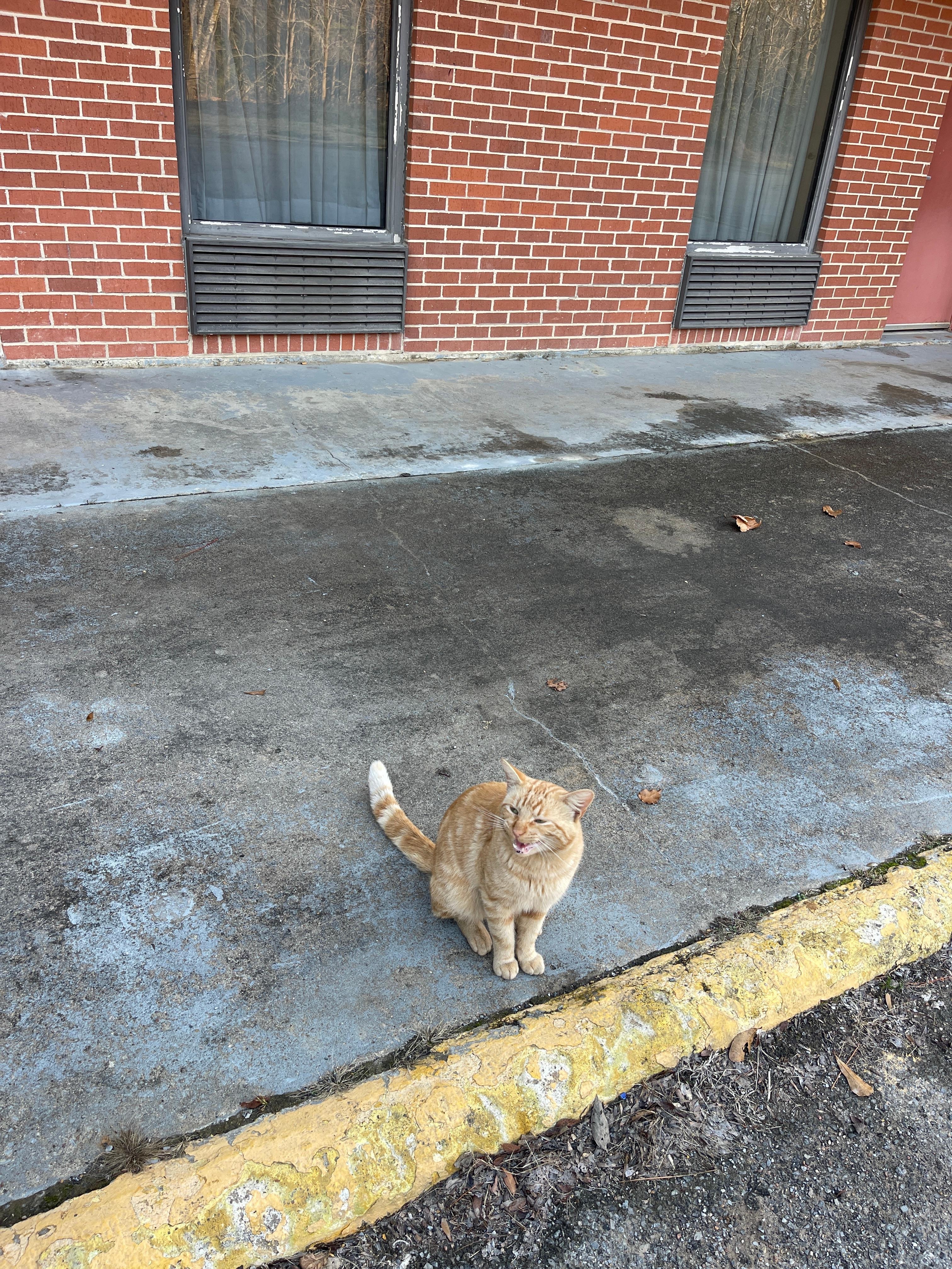 Animales a los alrededores 