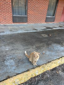 Animales a los alrededores