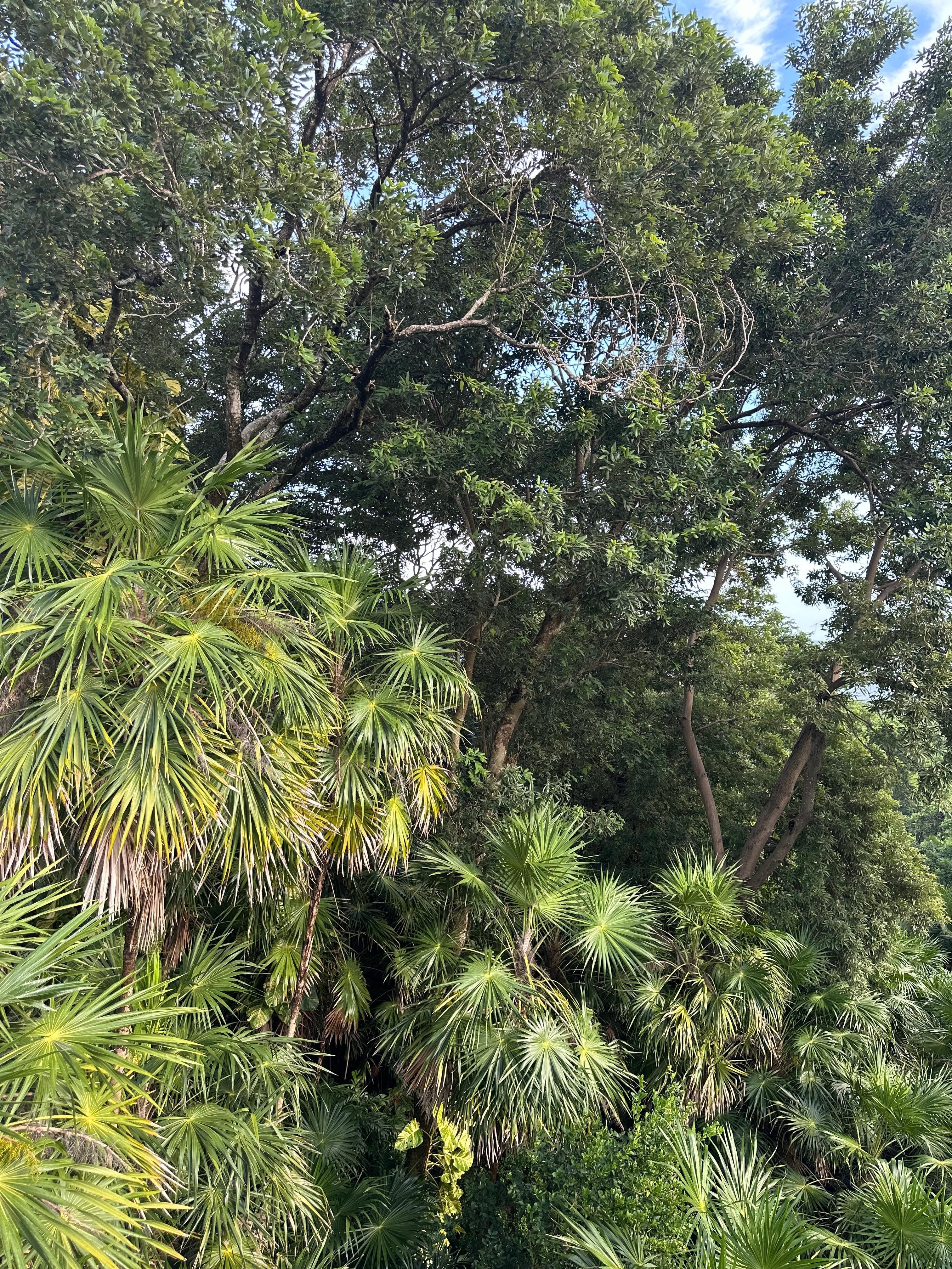 Hanging out in the rainforest