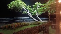 Night view of the Pacific
