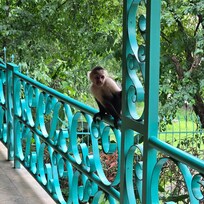 Kapuchin monkeys on the house.