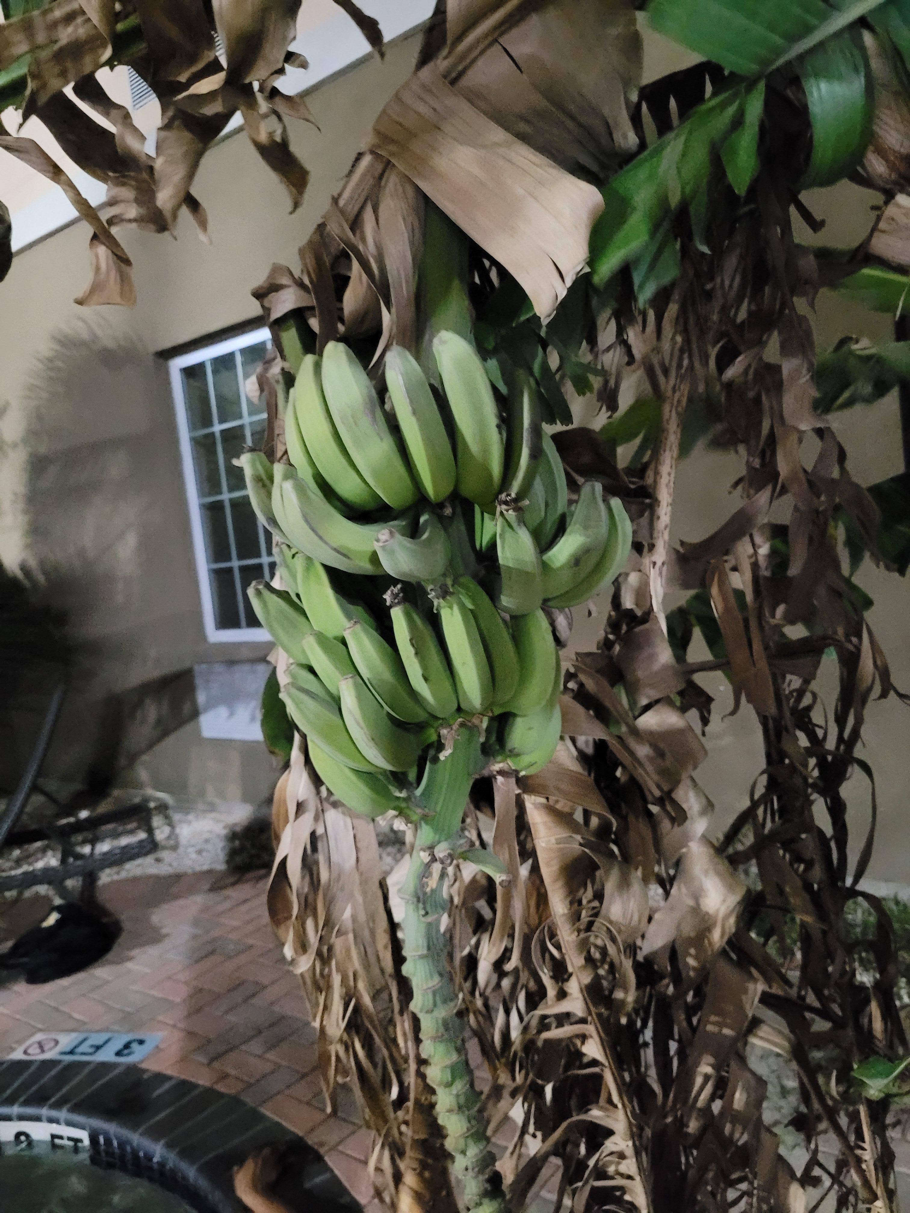 Banana tree next to the hot tub.
