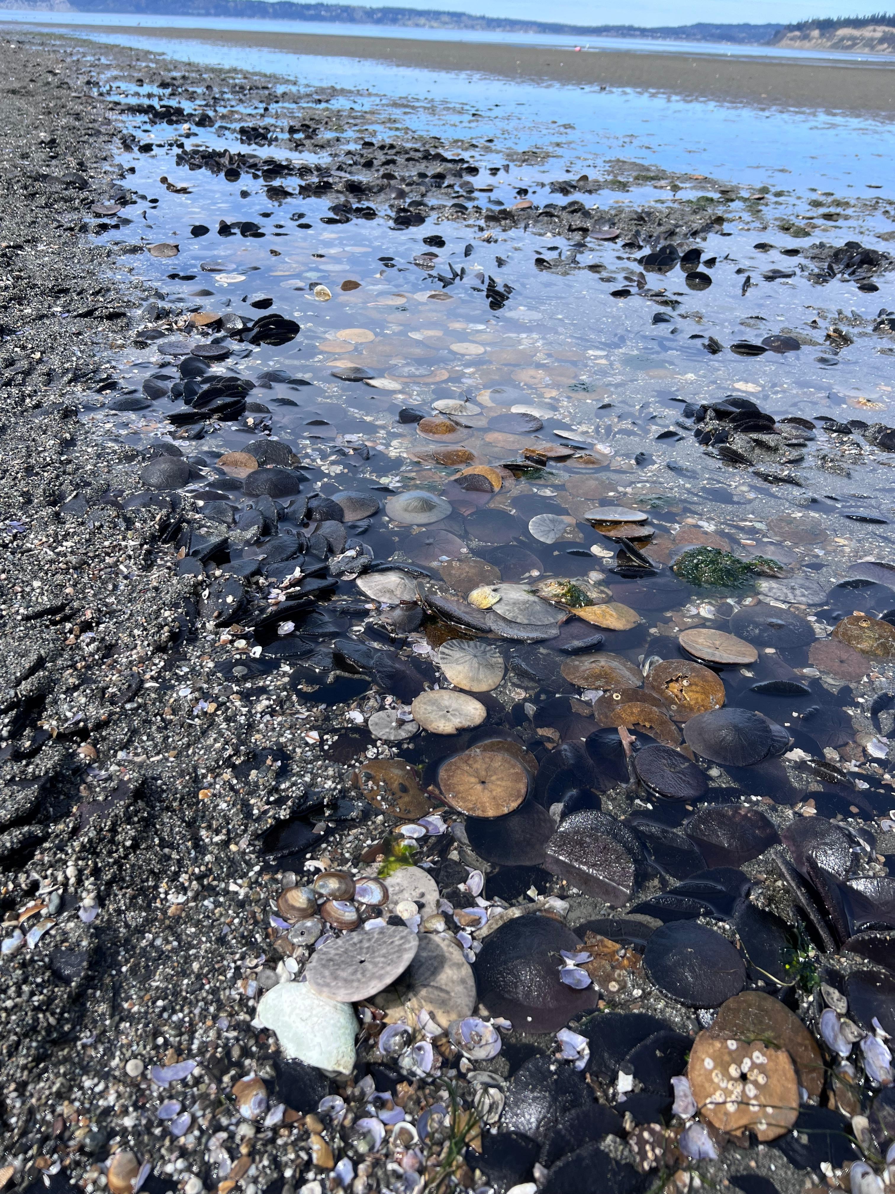 Sand dollar bed on low tide! 