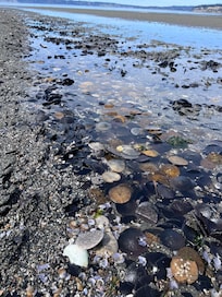 Sand dollar bed on low tide!