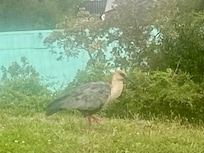 Strange and noisy birds in the morning