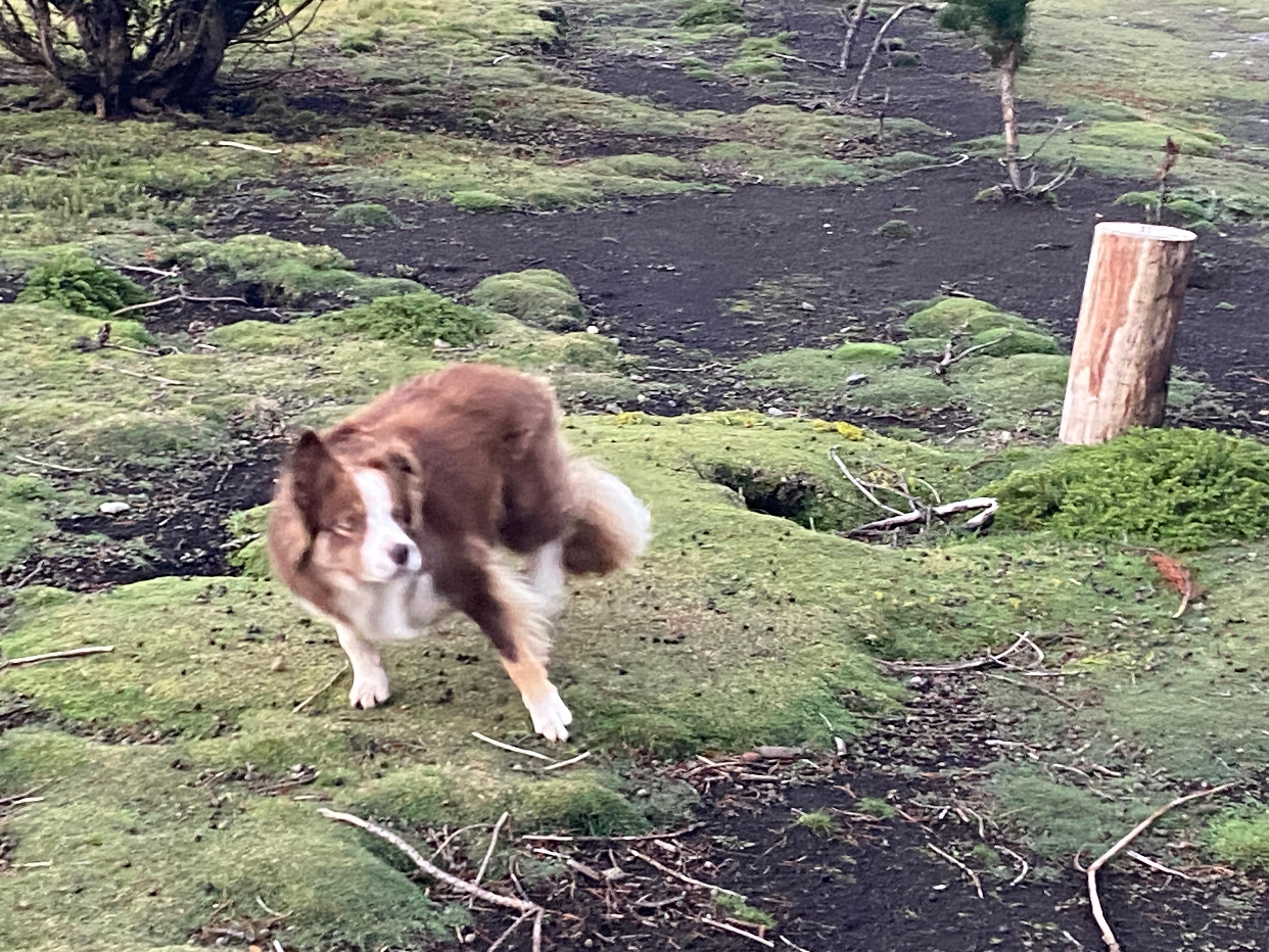 Family pets are very friendly and always ready to play. 