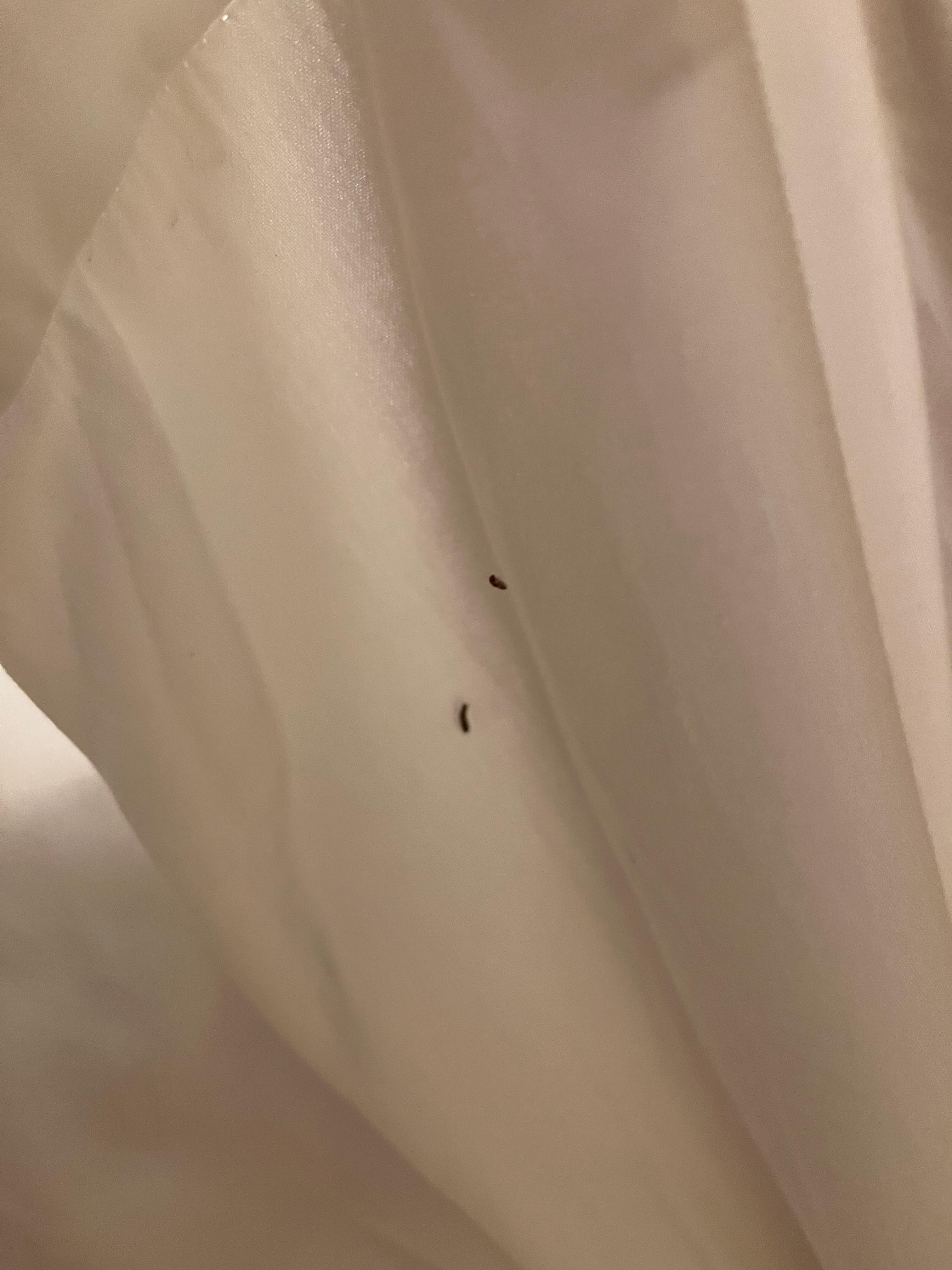 Worm-like bugs in bedding 