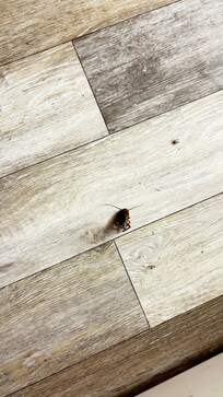 Cockroach on the floor