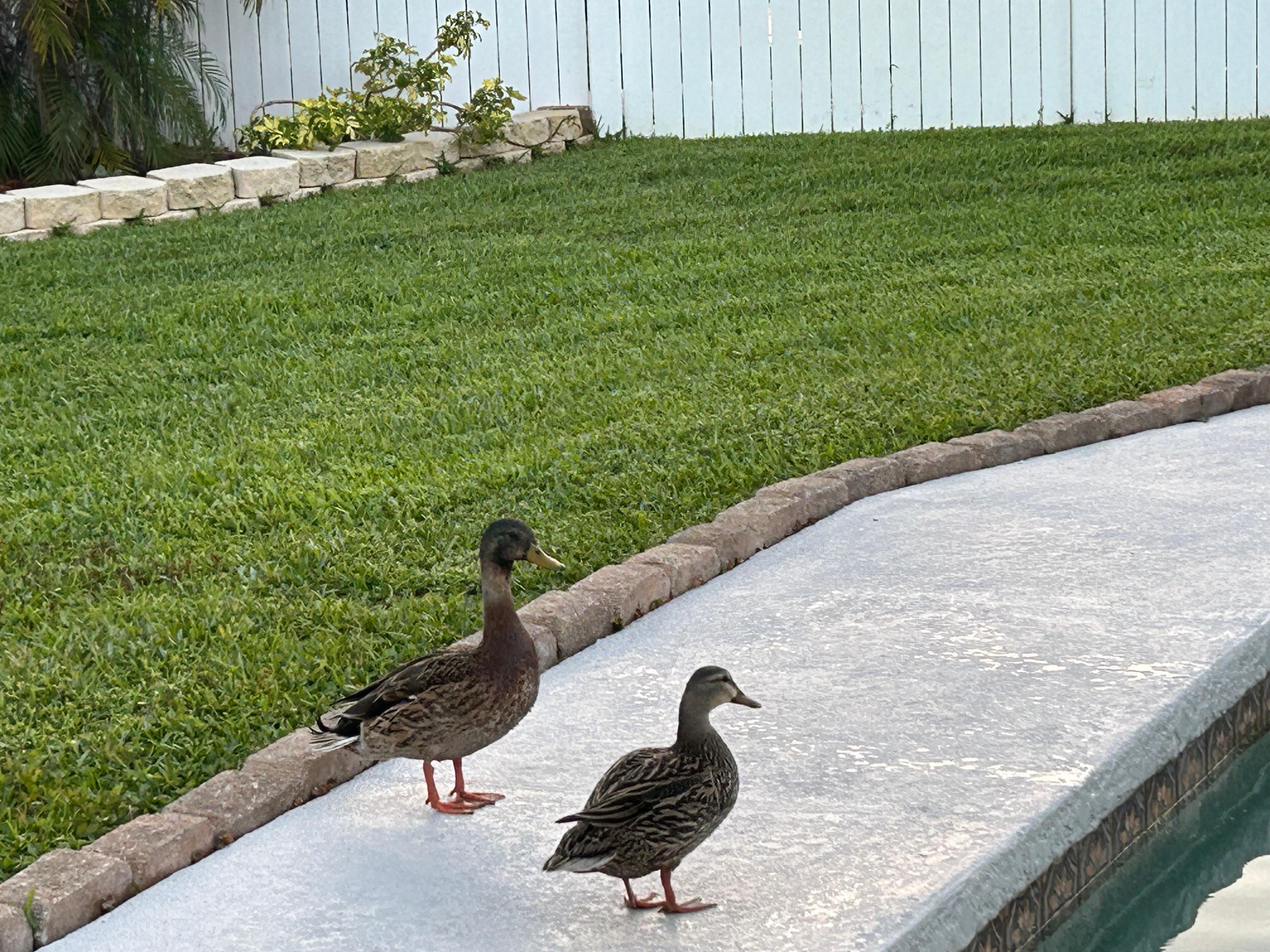 Had some visitors one day. 