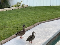 Had some visitors one day.