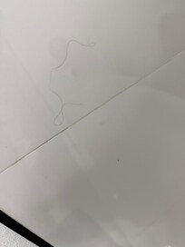 Giant hair on the wall in the bathroom.