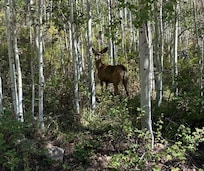 Deer on property.