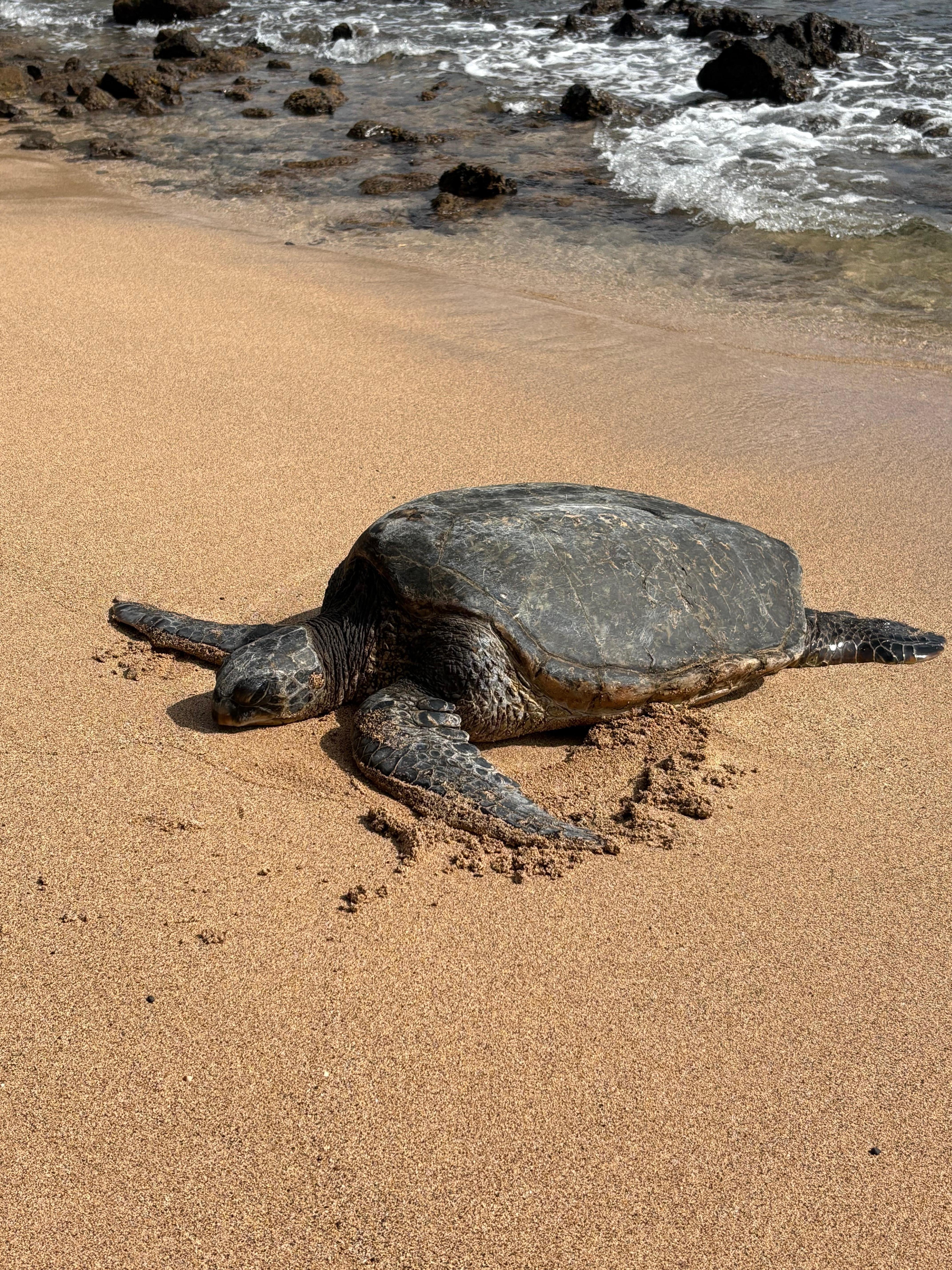 Turtle to the right of the property