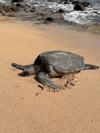 Turtle to the right of the property