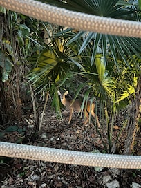 White tailed deer in Royal